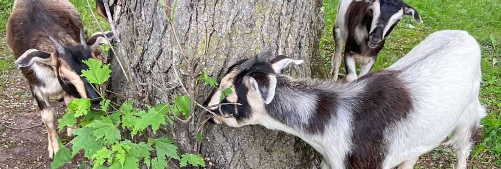Goats at Meadow Hill Farm in the Apple River region of Wisconsin