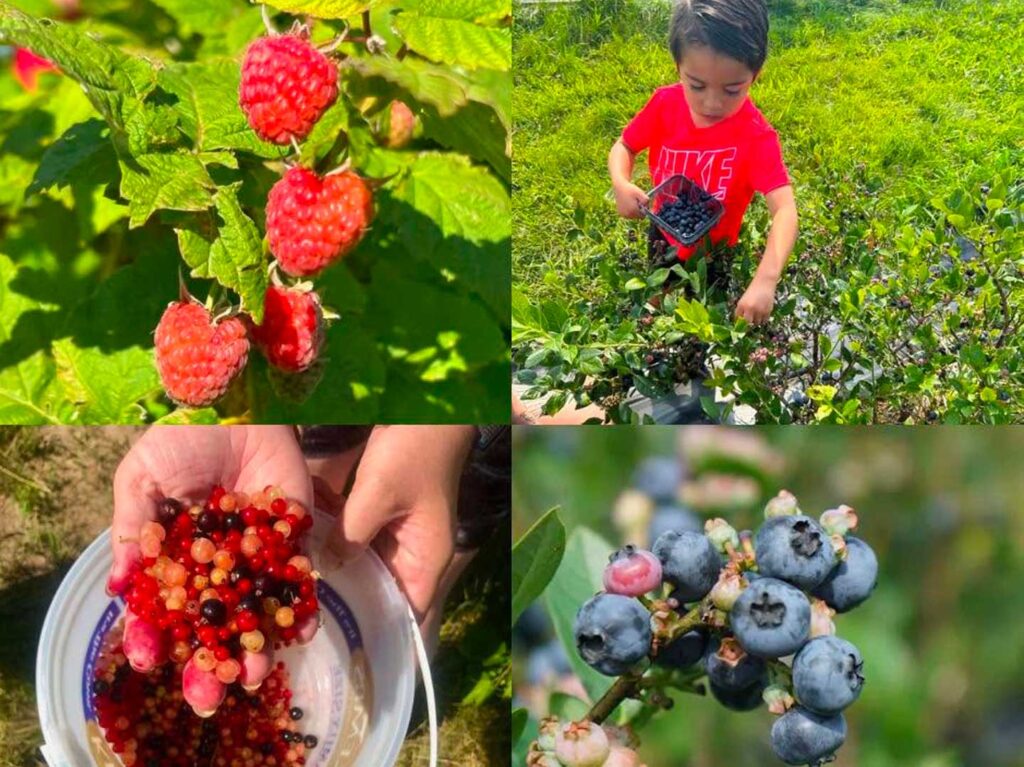 White Pine Berry Farm Berry Picking with Kids